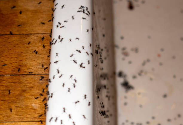 Best Commercial Pest Control Services  in Pueblo West, CO