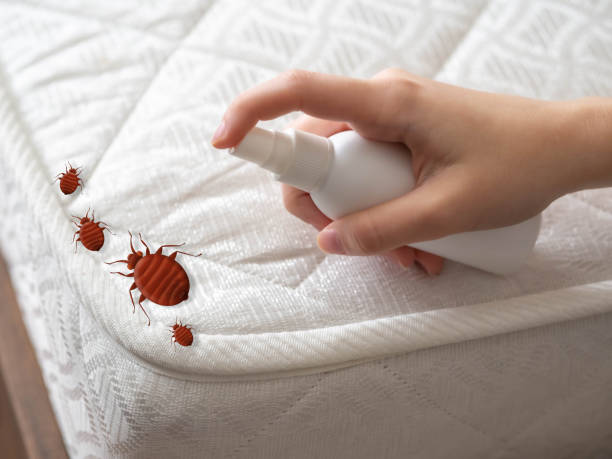 Best Affordable Pest Control Services  in Pueblo West, CO