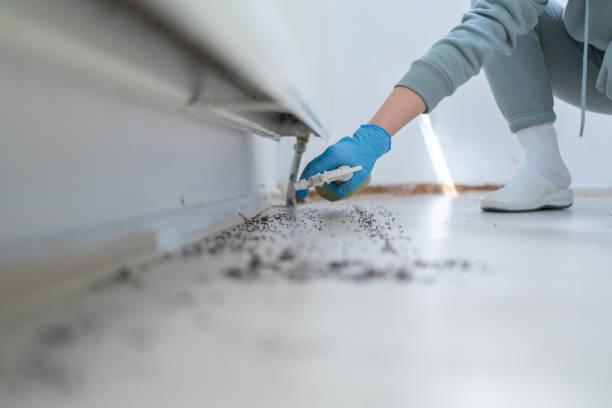 Best Wasp Removal Services  in Pueblo West, CO